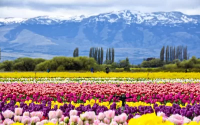 Magia de los Tulipanes 2025