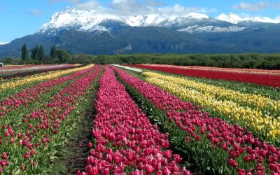 Campo de Tulipanes 2026